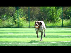 Arancione vocale per cani